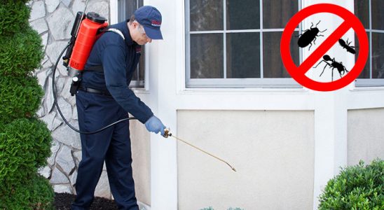 Pazarlar Karınca İlaçlama böcek ilaçlama ve haşere kontrolü — ilaclama-tr.com